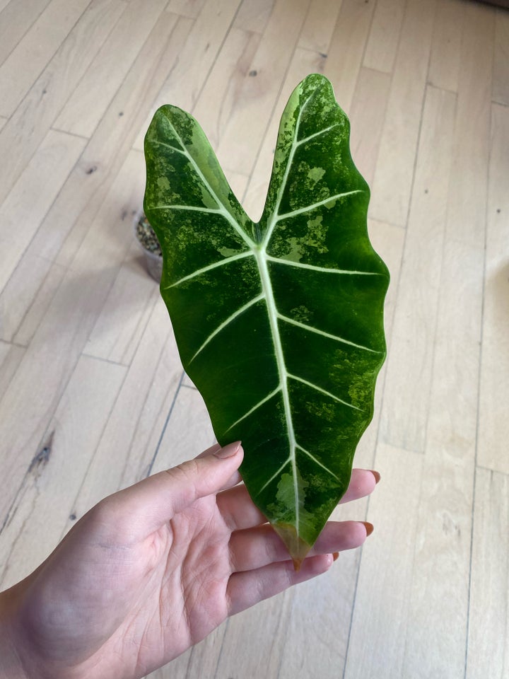 Frydek Variegata, Alocasia