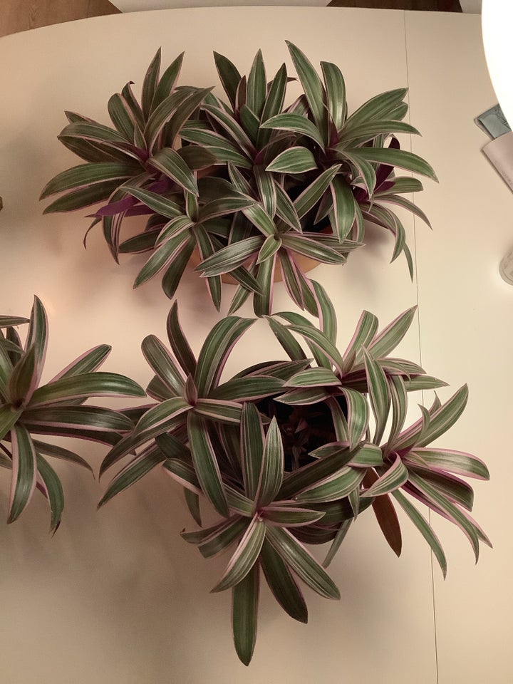 Tradescantia