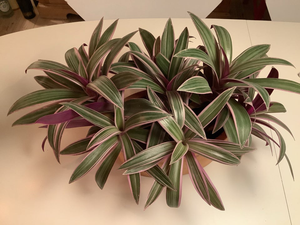 Tradescantia