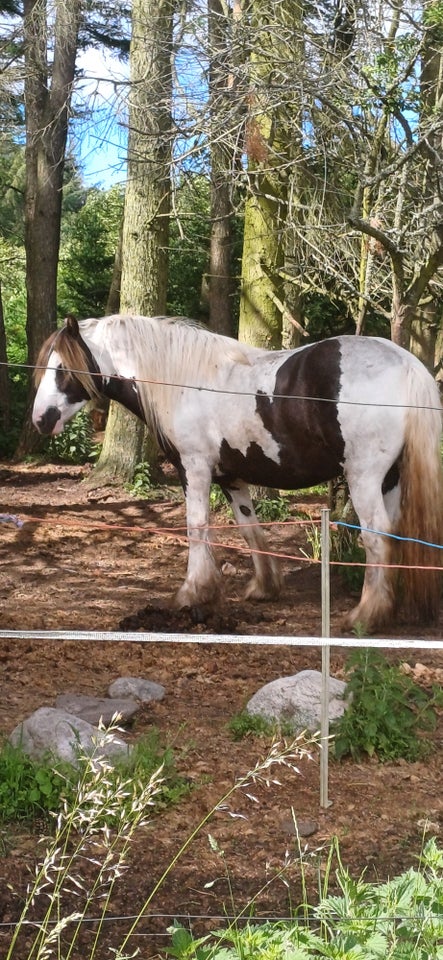 Irish Cob hoppe 3 år