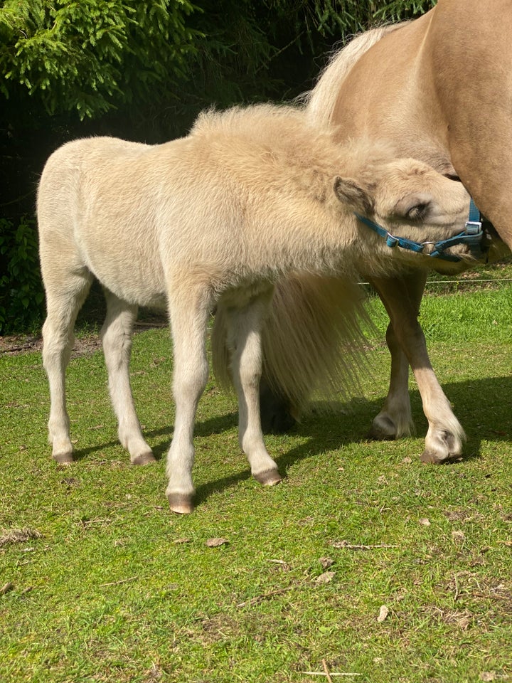 Shetlandspony hingst 0 år