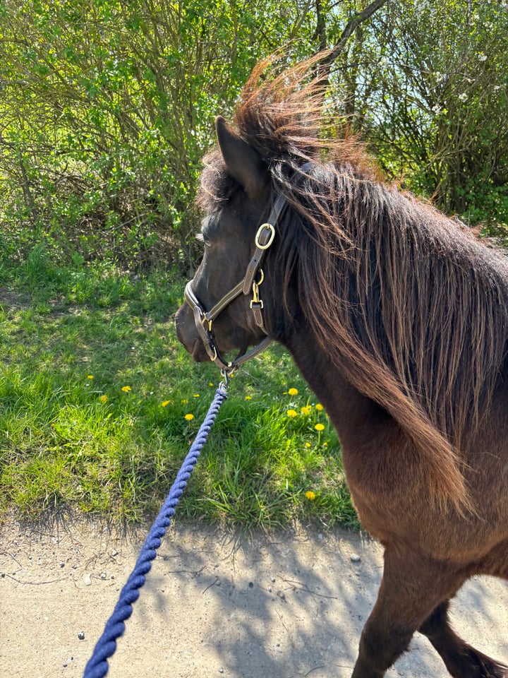 Islænder vallak 2 år