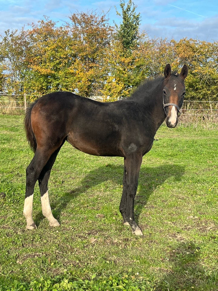 Oldenborg, hoppe, 0 år