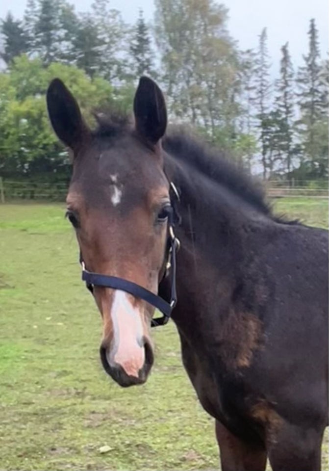 Oldenborg, hoppe, 0 år