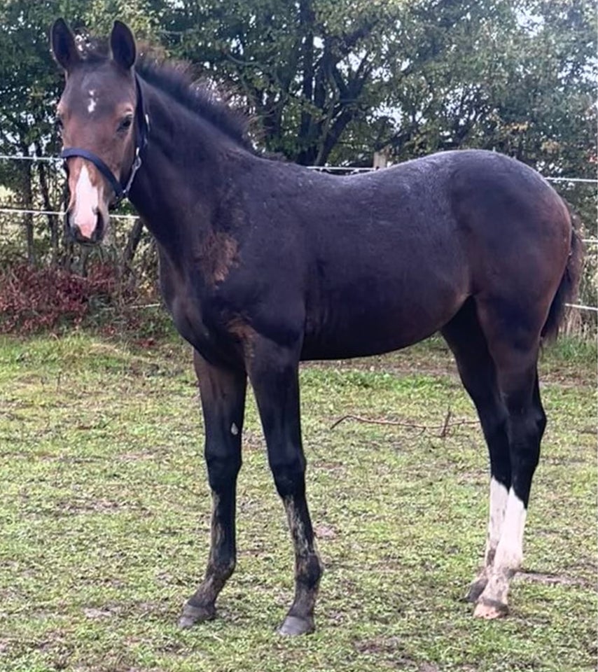 Oldenborg, hoppe, 0 år