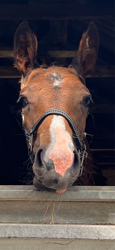 Oldenborg, hoppe, 0 år