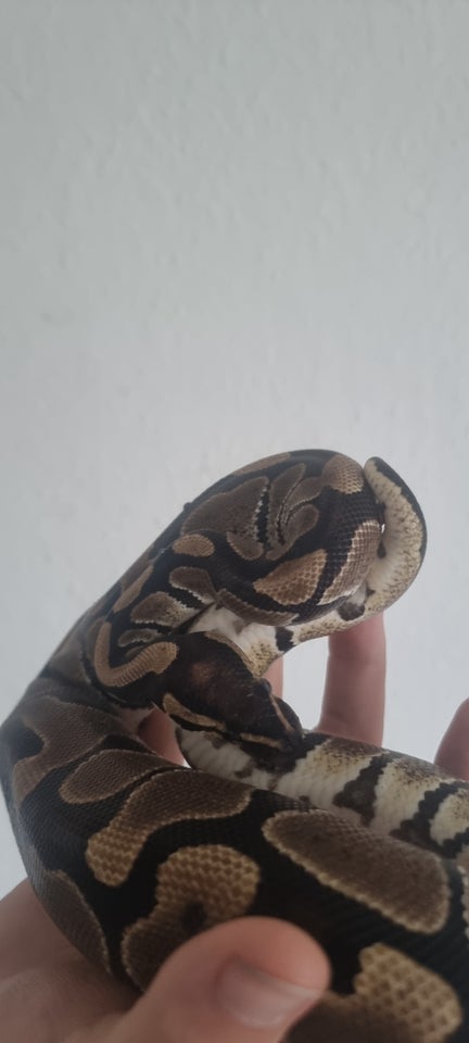 Slange Kongepython