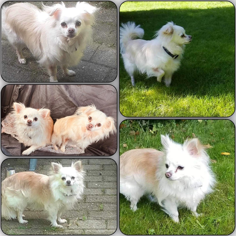 chihuahua  hund 7 år