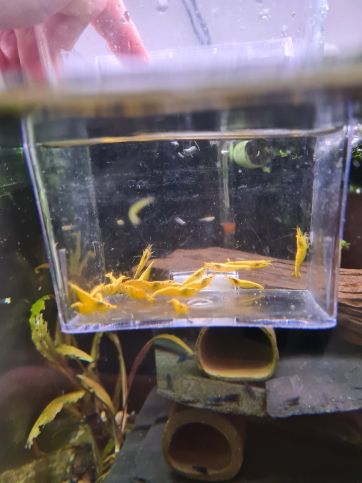 Yellow fire neocaridina rejer 50+