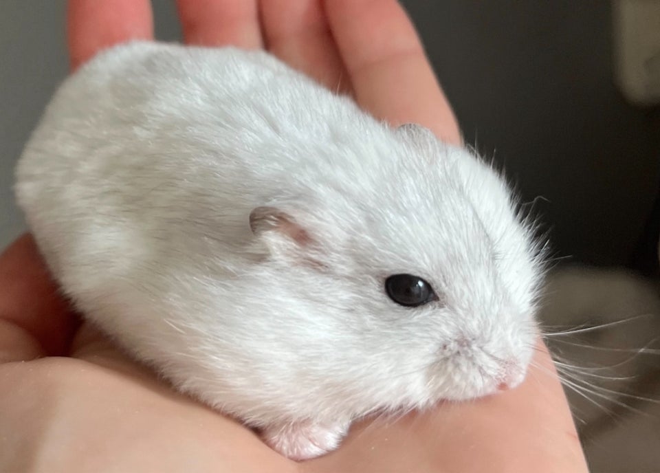 Hamster, Dværghamster, 0 år