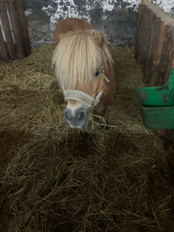 Shetlænder, hoppe, 10 år