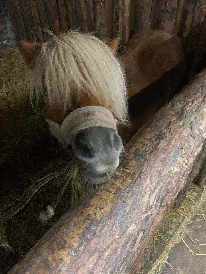 Shetlænder, hoppe, 10 år