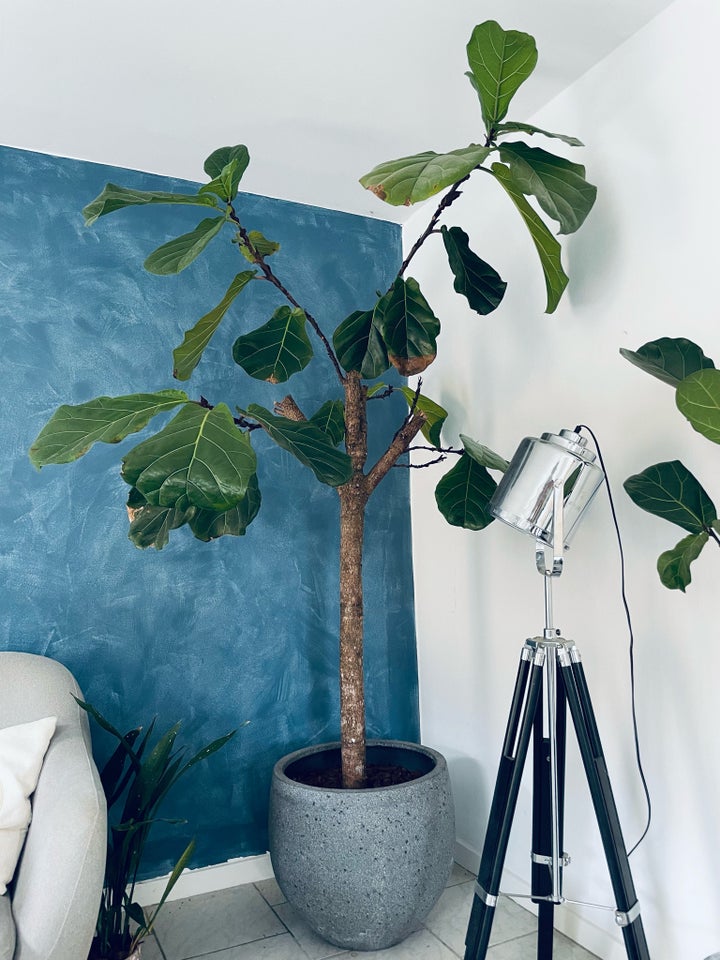 Ficus lyrata violin figen