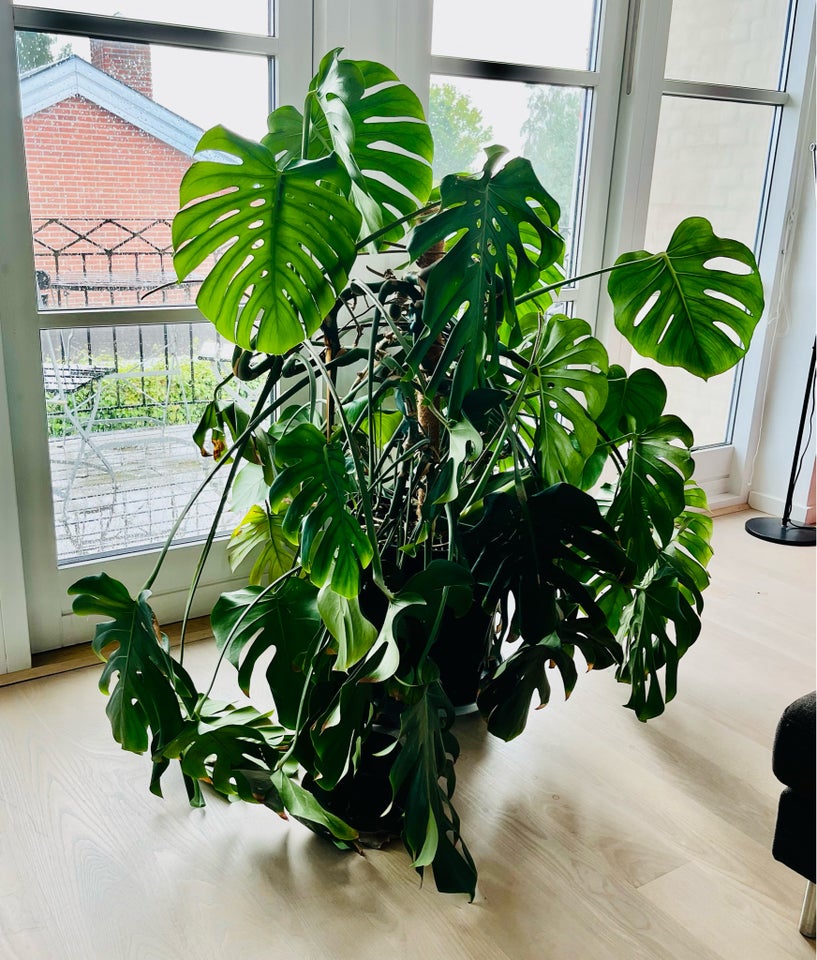 Palme Monstera