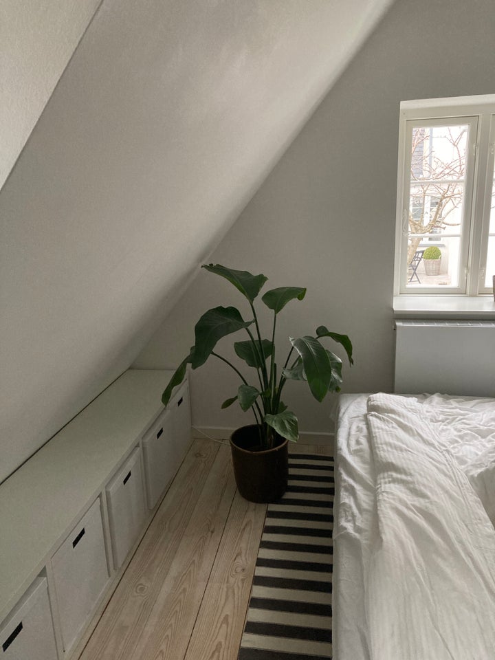 Grøn plante