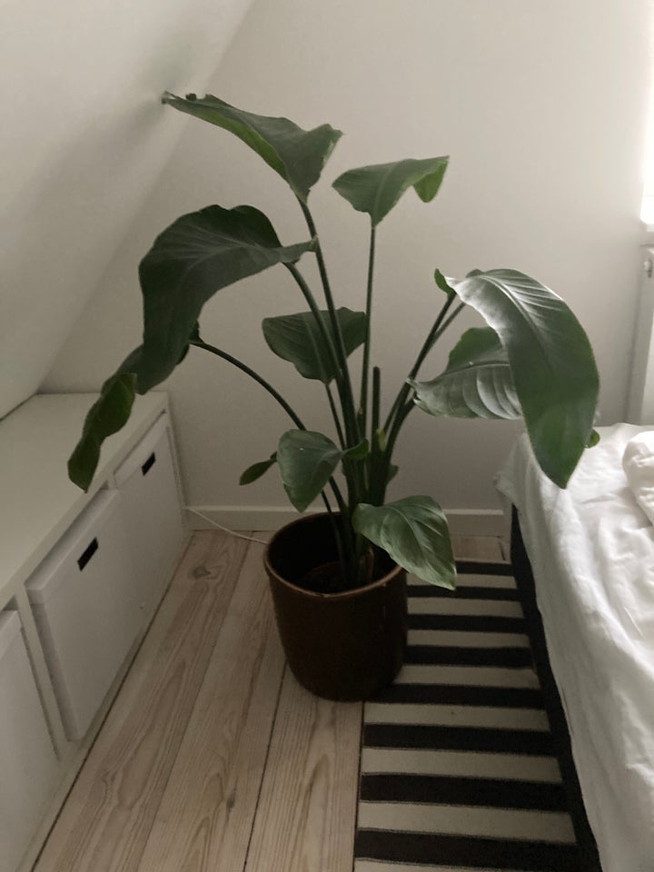 Grøn plante