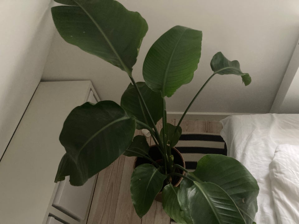 Grøn plante