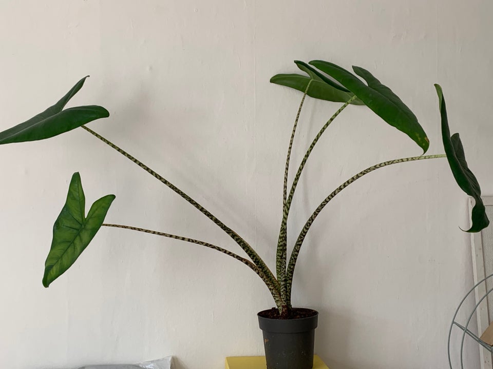 Grøn stueplante, Alocasia Zebrina