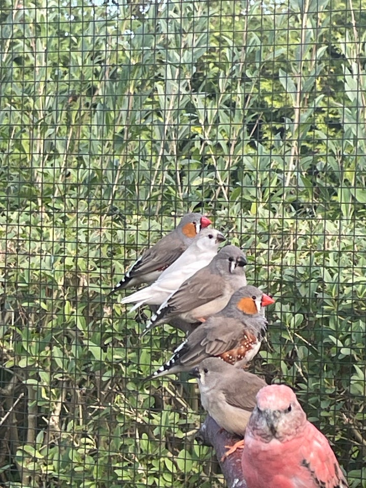 Zebrafinke Alm og hvid/grå 0 år