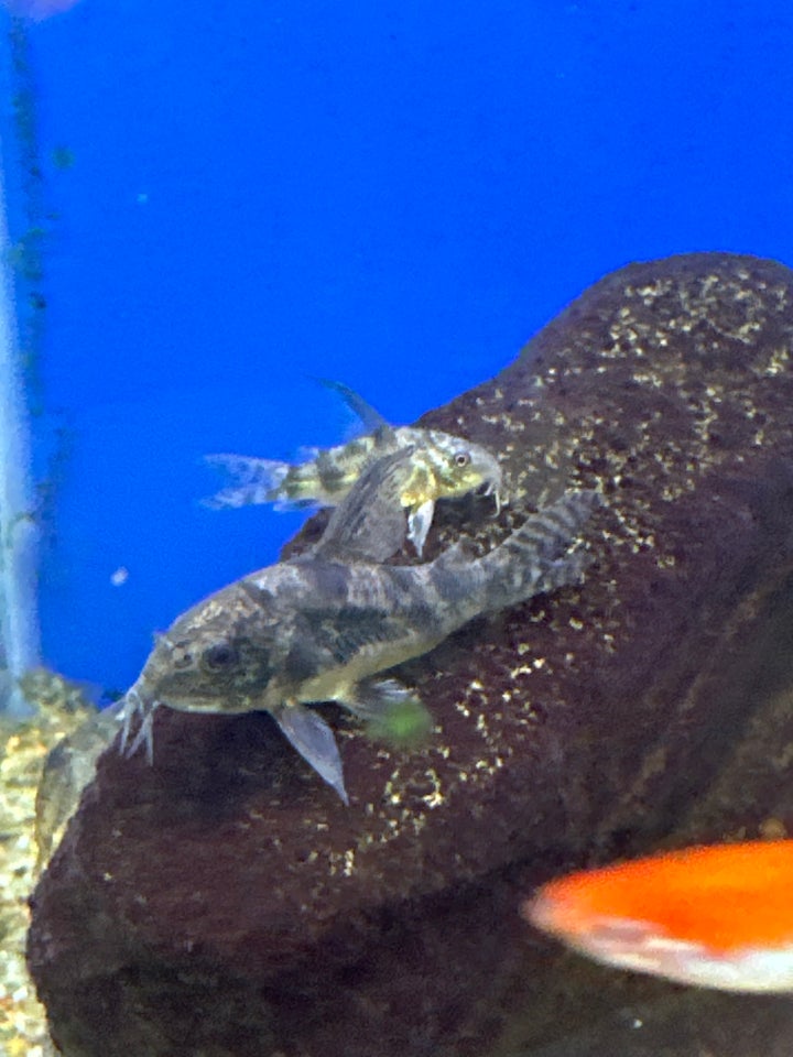 Corydoras plette longfin