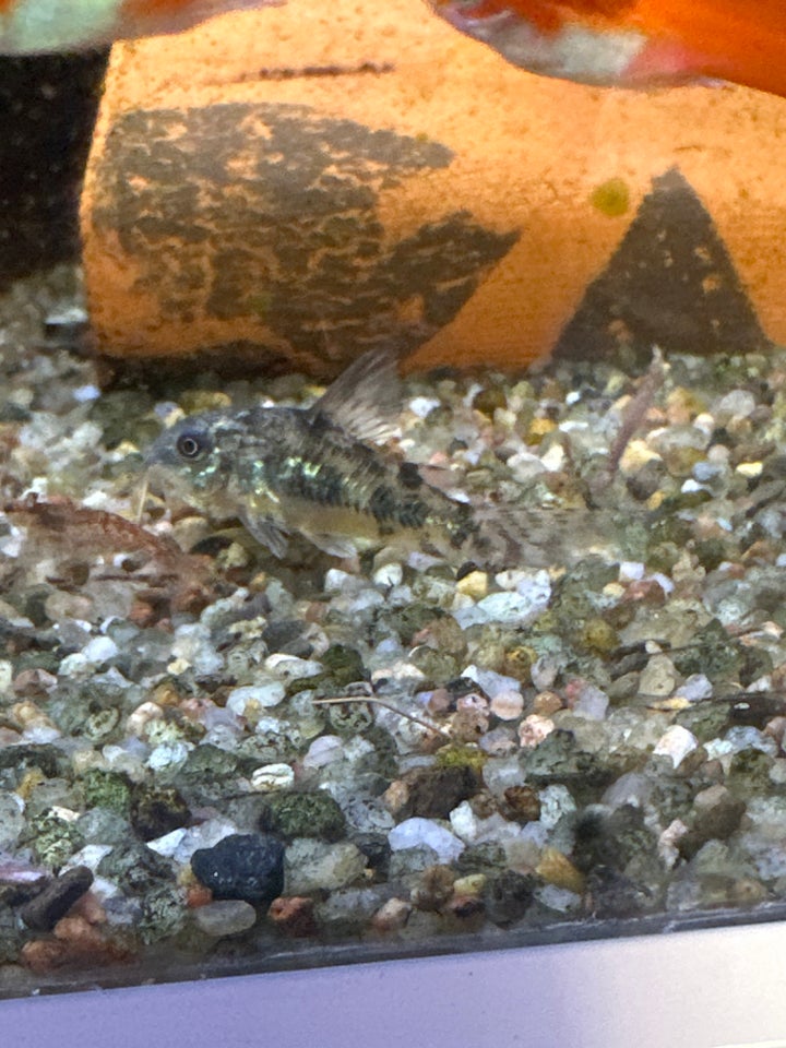 Corydoras plette longfin