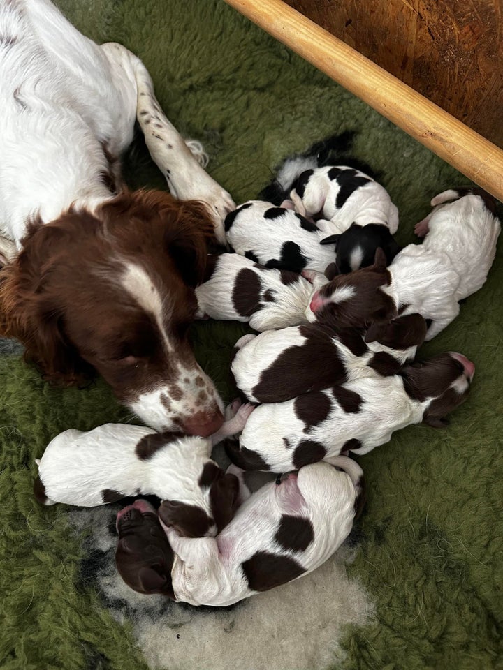 FT Springer Spaniel