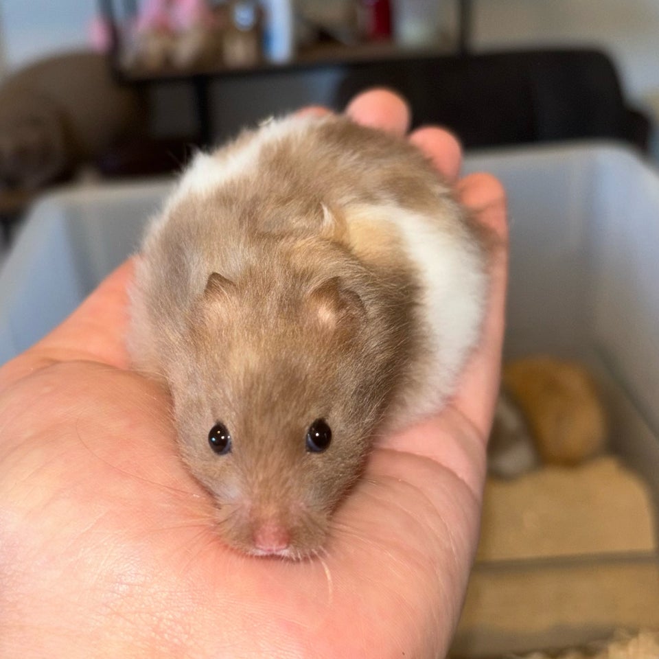 Hamster Guldhamster 0 år