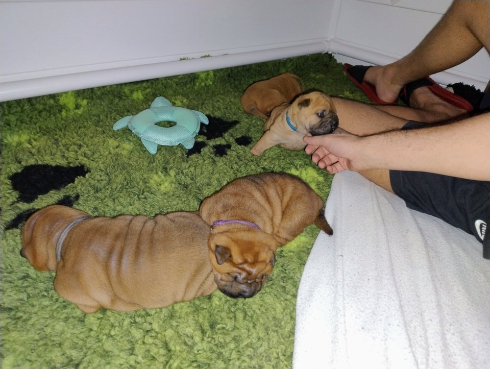 Shar Pei , hvalpe, 2 uger