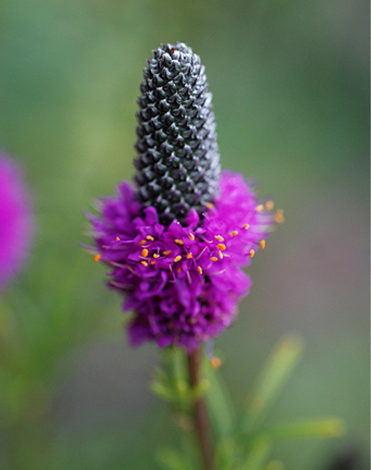 Prairie Clover - 20 frø