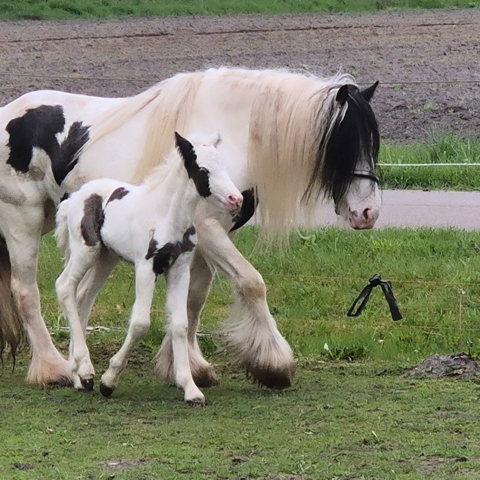 Irish Cob hingst 0 år