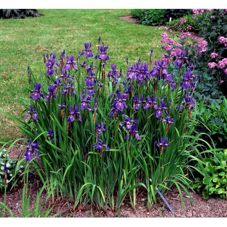 Staude Sibirisk iris Iris