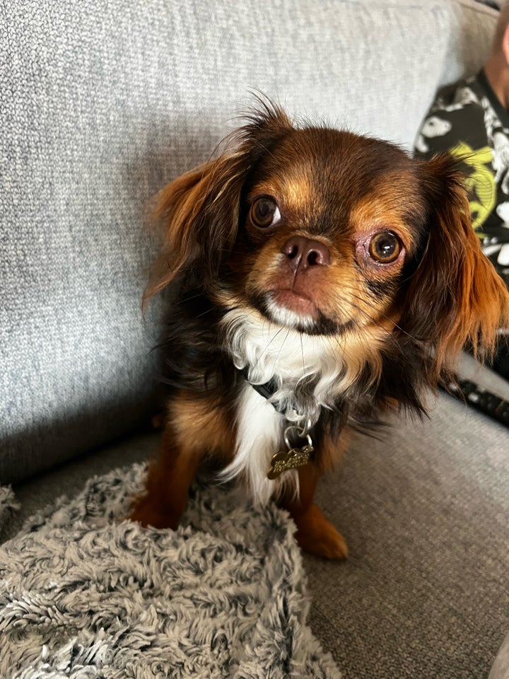 Chihuahua/chic tzu, hvalpe, 8 mdr.