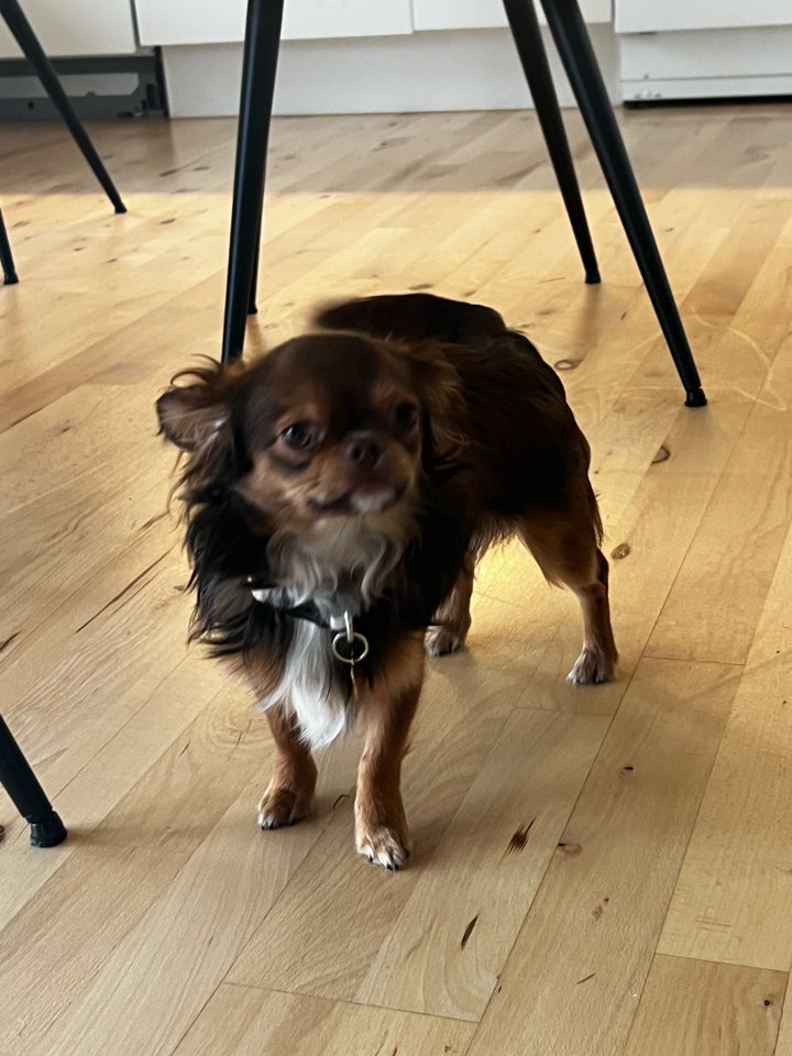 Chihuahua/chic tzu, hvalpe, 8 mdr.