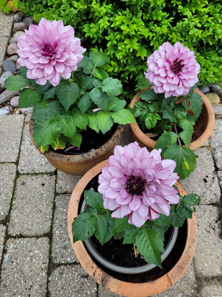 Dahlia og stauder