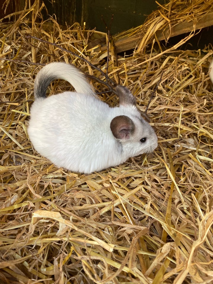 Chinchilla, 2 år