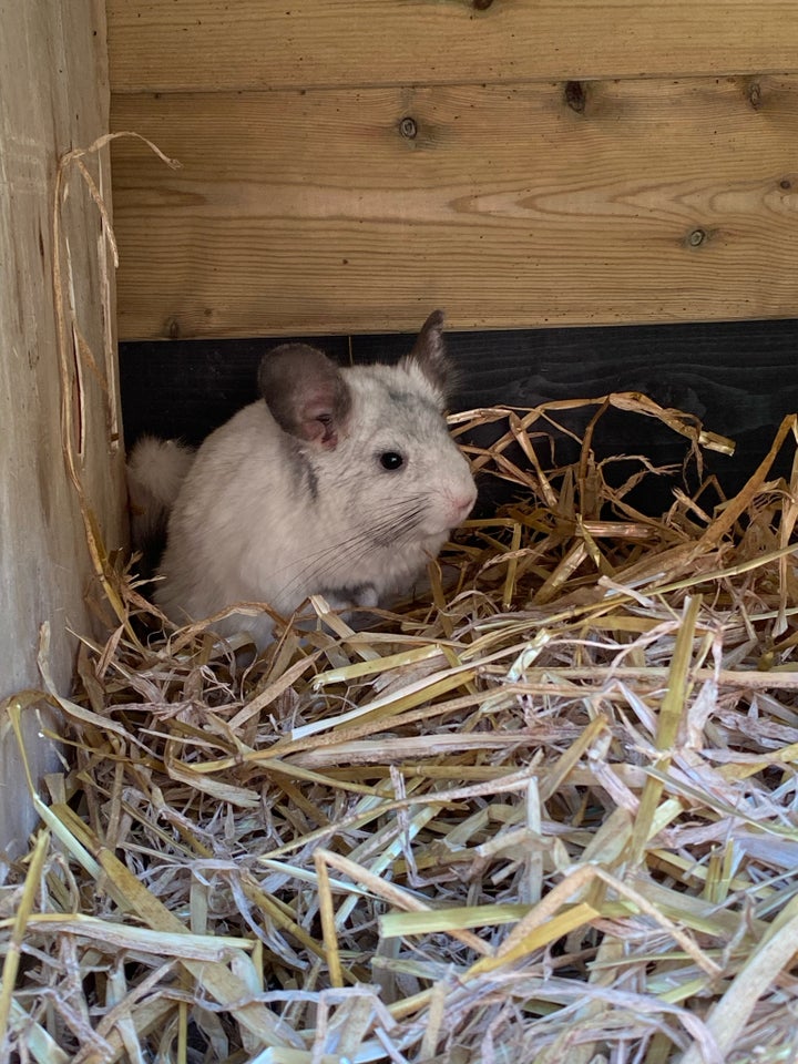 Chinchilla, 2 år