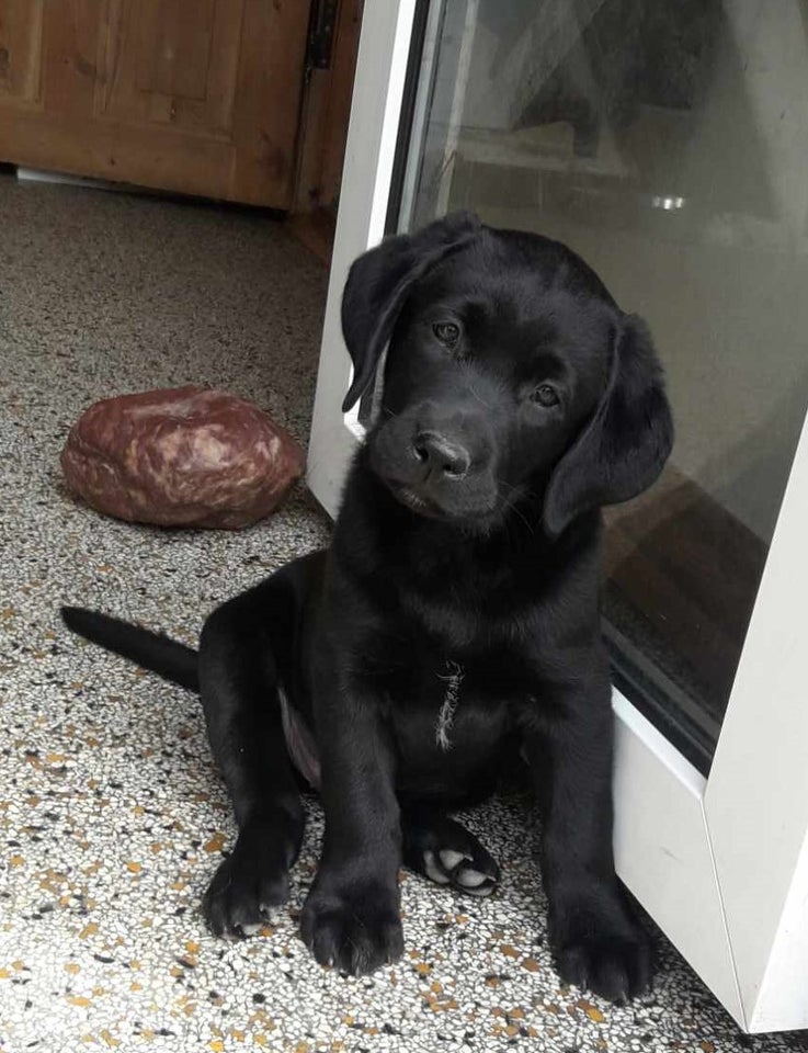 Ægte Labrador Retriever hvalpe