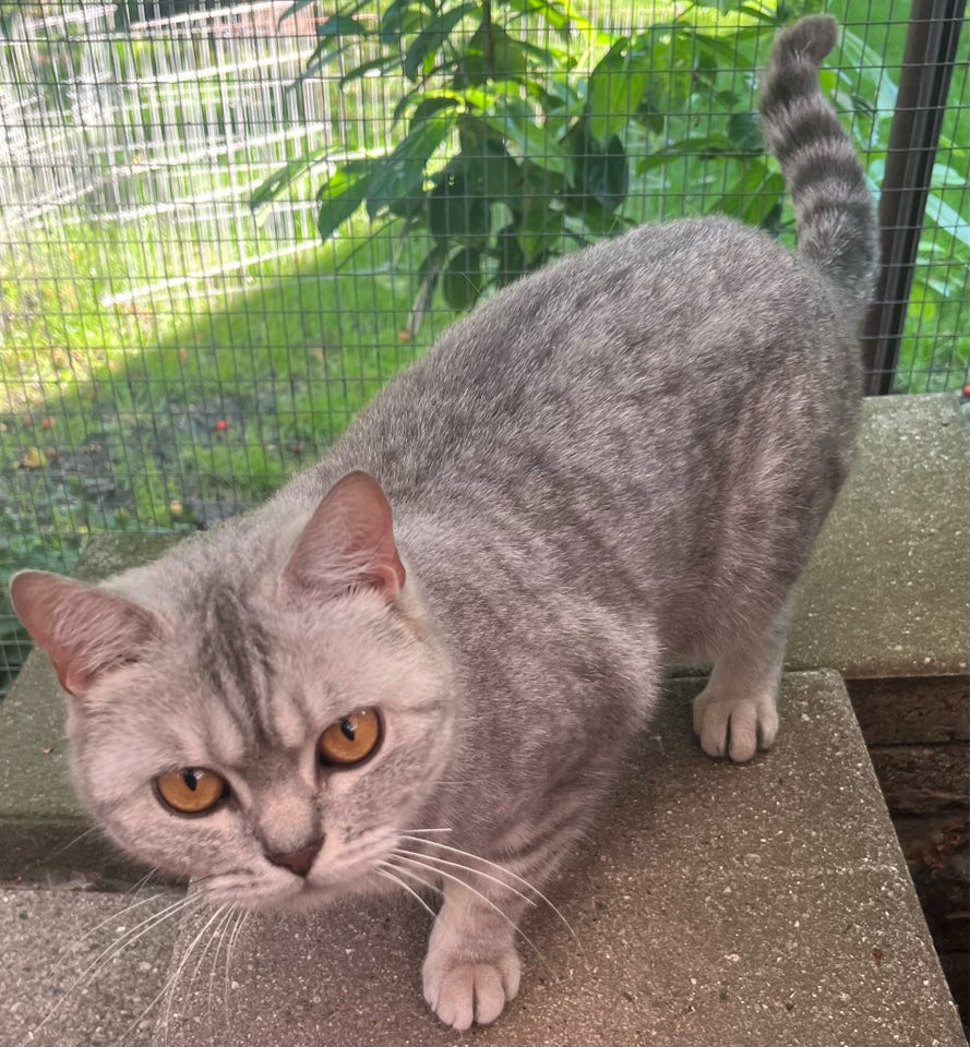 Hunkat British Shorthair  3 år