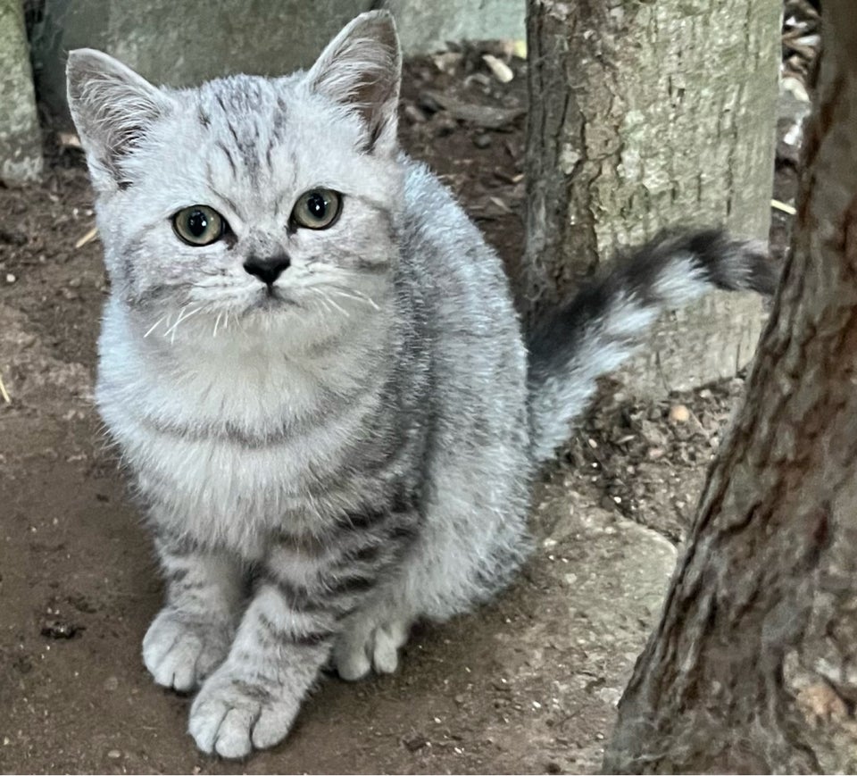 Hunkilling British Shorthair  12