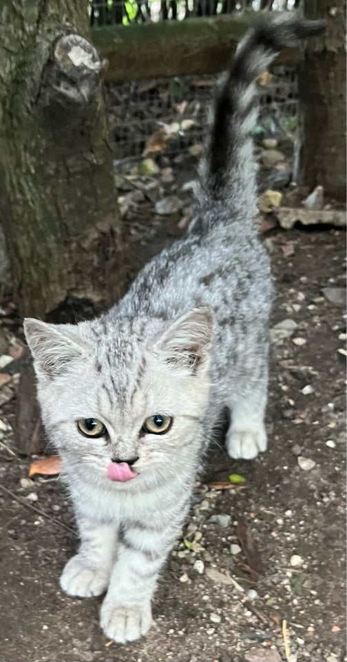 Hunkilling British Shorthair  12