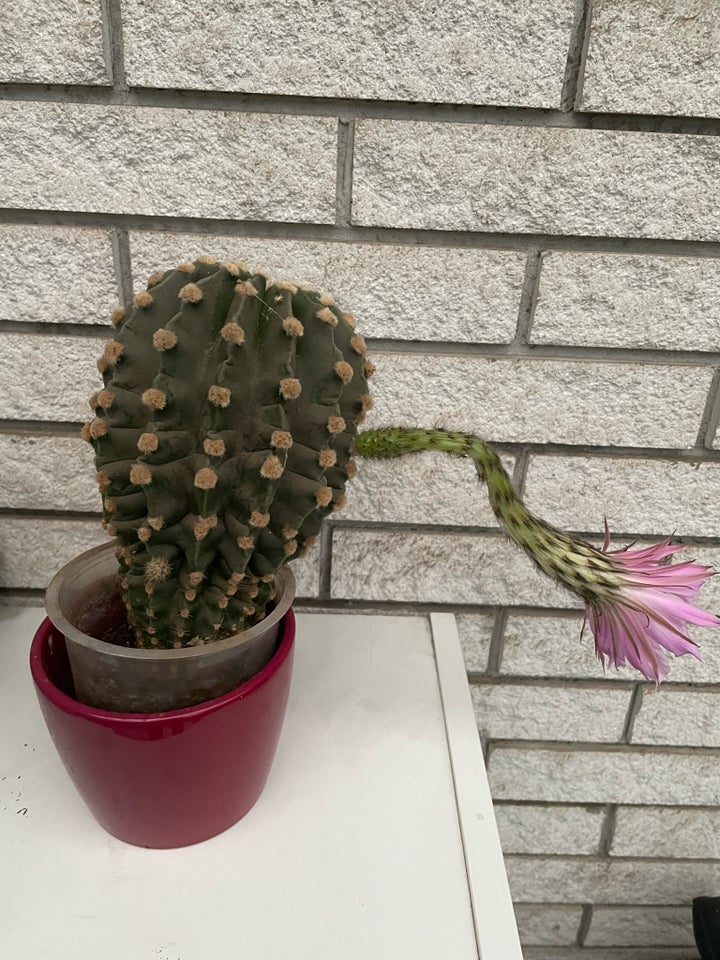 Kaktus  Blomstrende kaktus