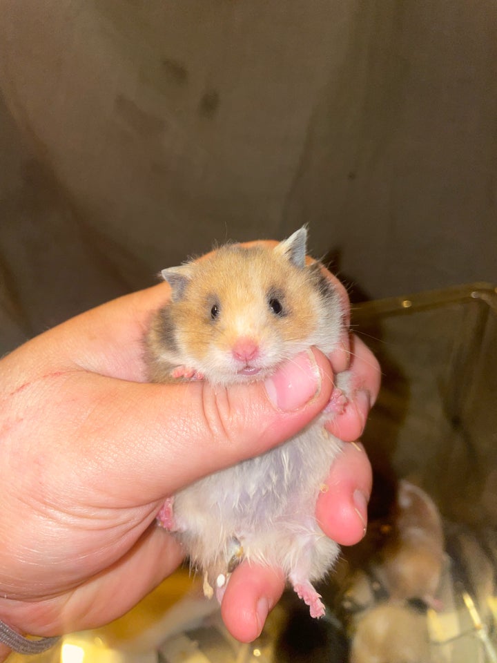 Hamster, Guldhamster, 0 år