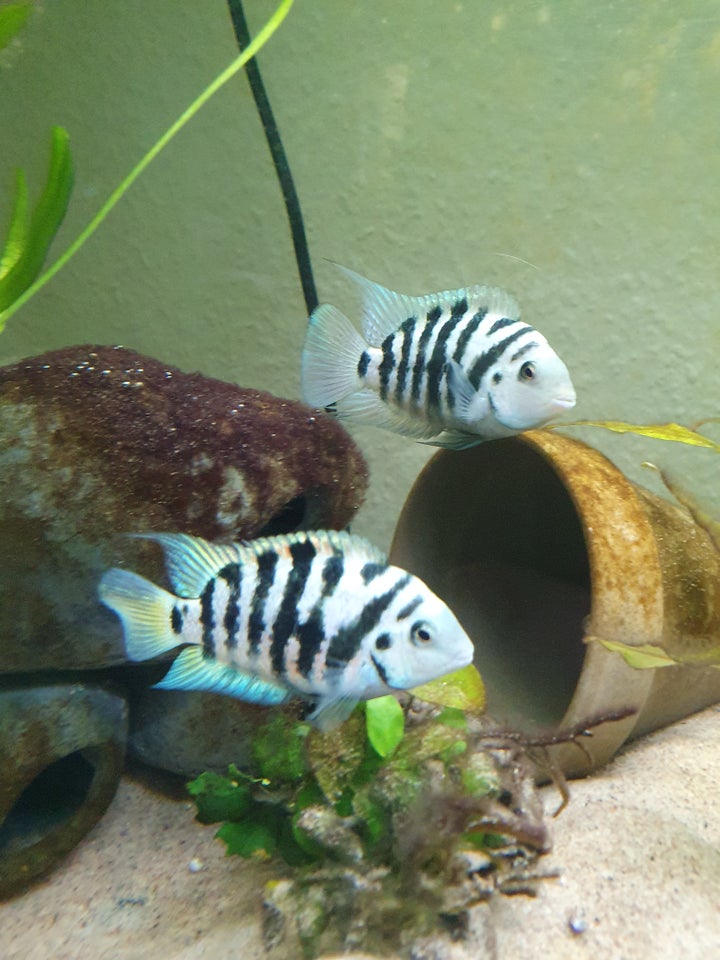 Honduran red point / zebra