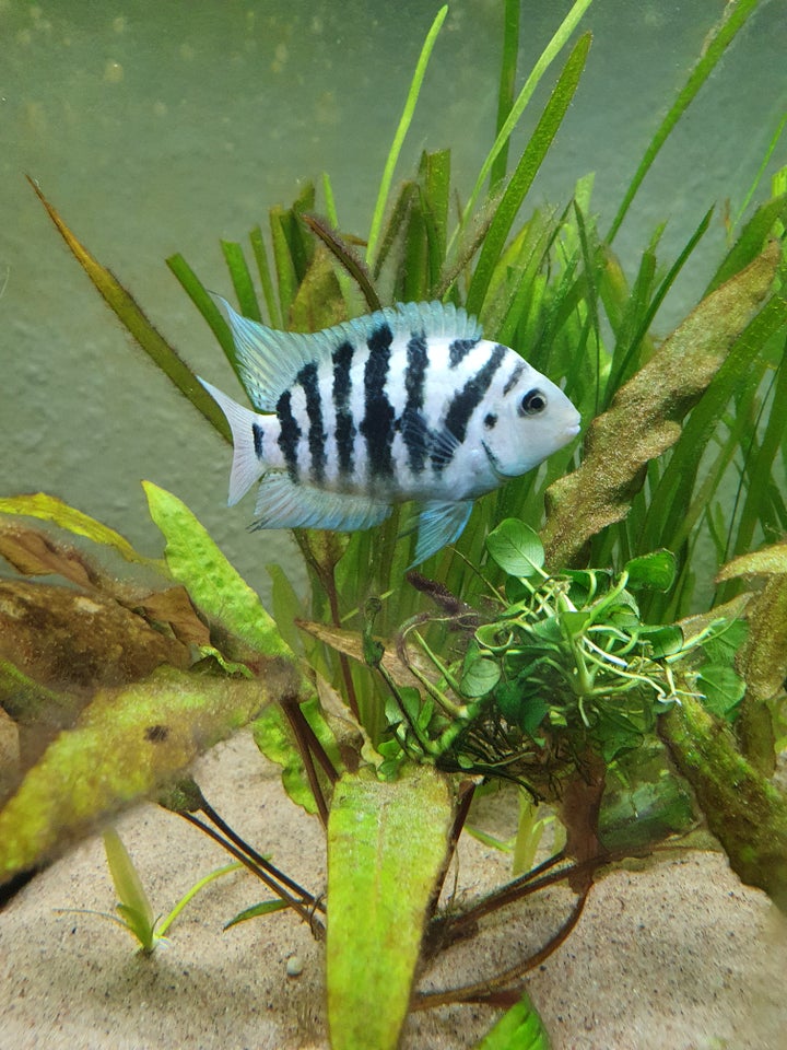 Honduran red point / zebra