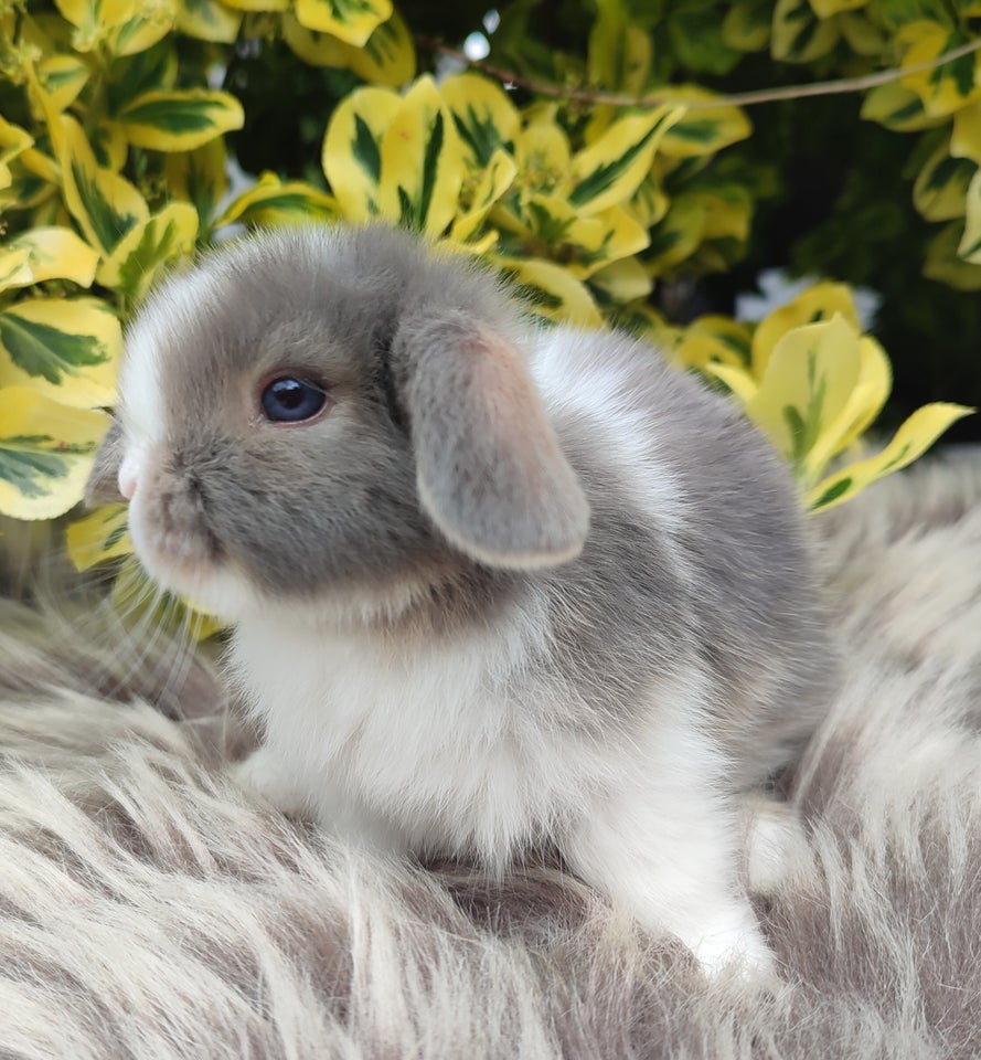 Kanin Minilop mini lop 0 år