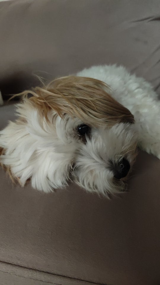 Coton de tulear , hund, 9 år