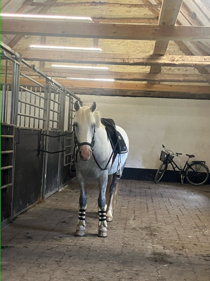 Irish Cob Crossbreed hoppe 9 år