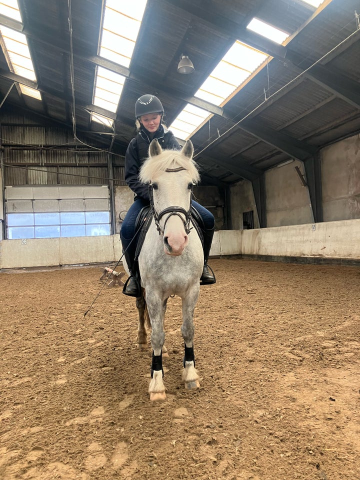 Irish Cob Crossbreed hoppe 9 år