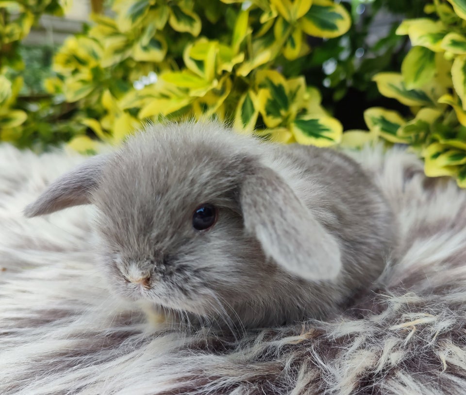 Kanin Minilop mini lop 0 år