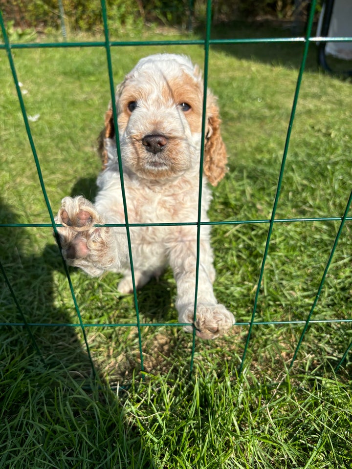 Cockapoo, hvalpe, 7 uger